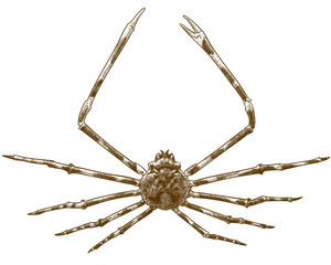engraving illustration of japanese spider crab