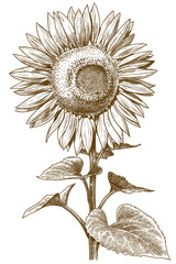 engraving antique illustration of sunflower
