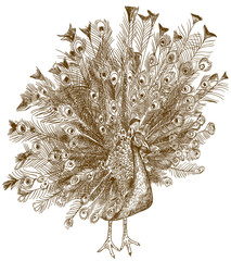 engraving antique illustration of peafowl