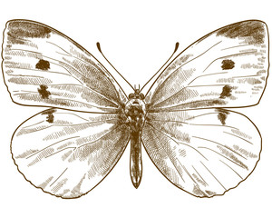 engraving antique illustration of small white butterfly