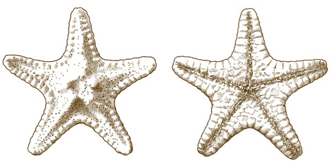 engraving antique illustration of starfish