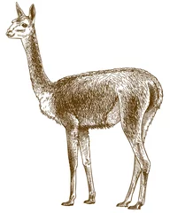 Fotobehang engraving antique illustration of vicuna © Andrii_Oliinyk