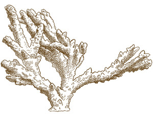 engraving illustration of isopora palifera