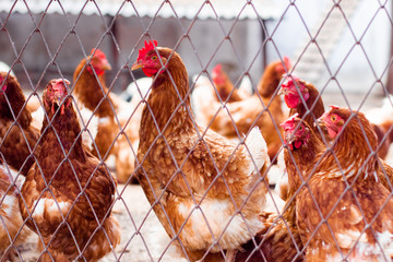 Rooster and hens. Free range rooster and chickens