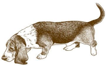 engraving illustration of basset hound