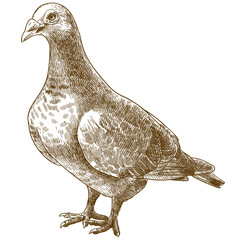 engraving antique illustration of dove bird