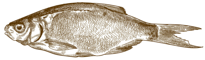 engraving antique illustration of dried fish
