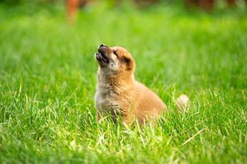 baby Shiba inu sits in the grass and looks up