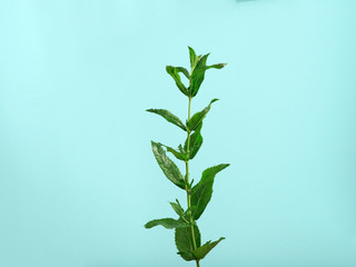 Close-up shot of a fresh spearmint on blue background.