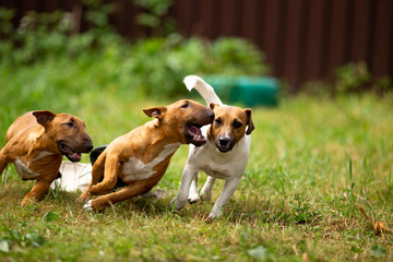 Jack Russell Terriers and mini bull Terriers play