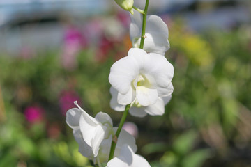 White orchid on blurred background. White orchid on the stalk.