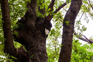 Obraz premium Hive on the oak tree