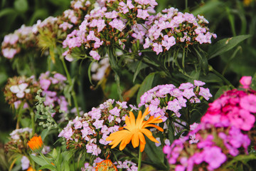 Obraz premium flower