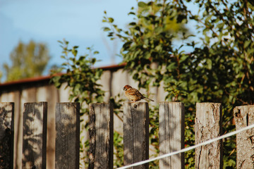 sparrows on the fence