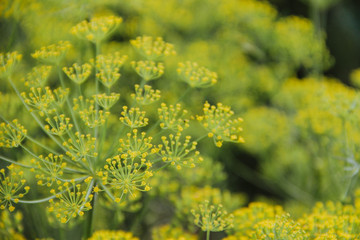 Fototapeta premium dill