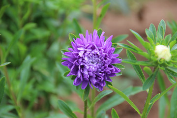 Aster