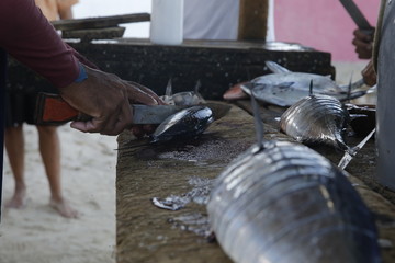 worker cutting fish