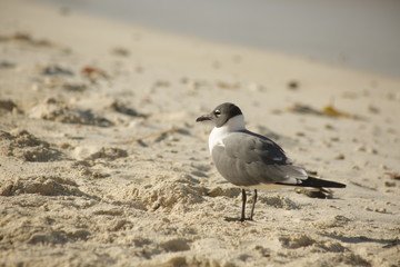 Seagull on the beach