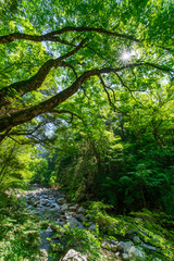 mountain river in the forest
