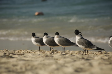 Seagull on the beach