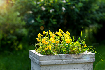 Yellow pansy flower blossoms in a stone flowerpot on a sunny day with a light in the back in the garden with green plants.