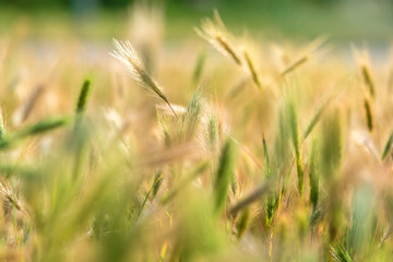 Fototapeta premium Grass spikelet close up of the meadow with grass of yellow green color with sunlight back lit.