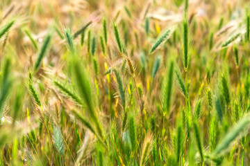 Grass spikelet close up of the meadow with grass of yellow green color with sunlight back lit, nature texture.