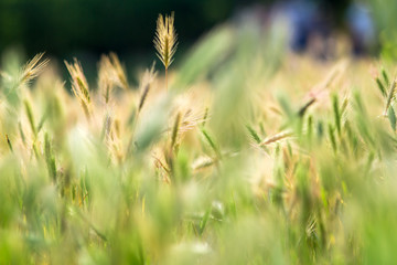 Grass spikelet of the meadow with grass of sunlight back lit on summer day.