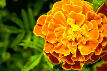 Tagetes flower closeup top view on a background of green leaves.