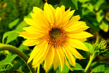 Top of the Sunflower in close-up.