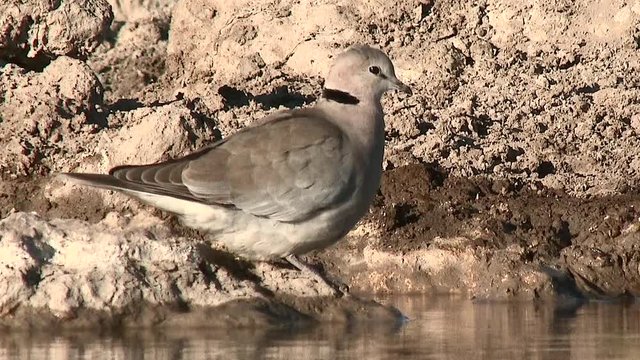 Cape turtle- (ring-necked) dove (Streptopelia capicola) drinking at a waterhole, eye-level view.