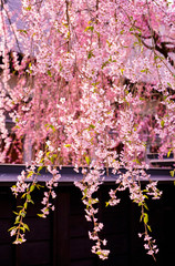 beautiful sakura in old town, japan