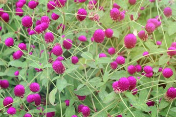 Purple Globe Amaranth flowers in the garden. Plant, agriculture and nature concept.