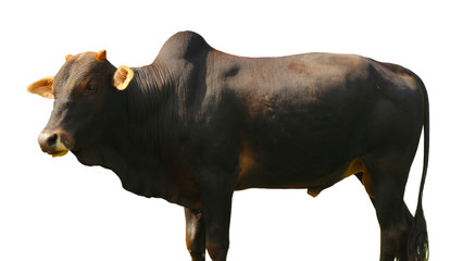 Chalale Cattle Breed Standing in a White Background 