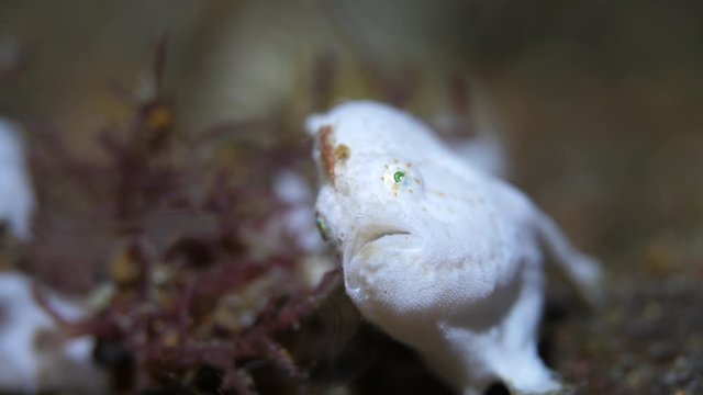 White frogfish watches tiny shrimp. Moves gills and fins. Macro underwater