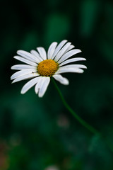 Obraz premium daisy on green background