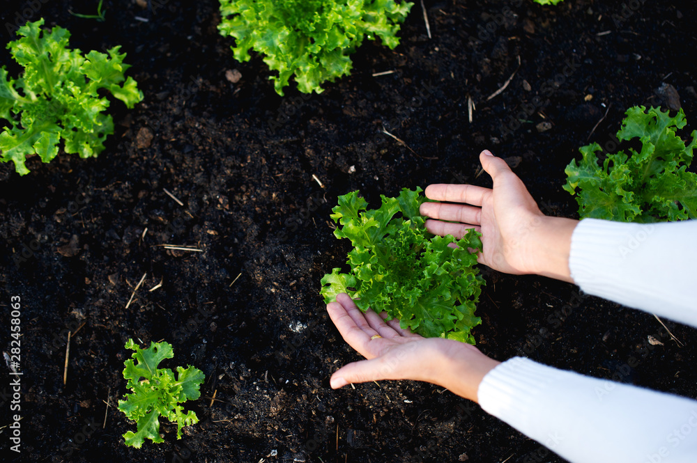 Wall mural hands and lettuce of gardeners the concept of growing organic vegetables