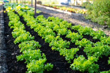 Fototapeta na wymiar Vegetable garden from farmers without farmers Concept of vegetable garden,kitchen and non-toxic food