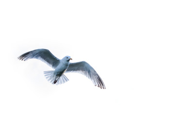 seagull flying in the sky
