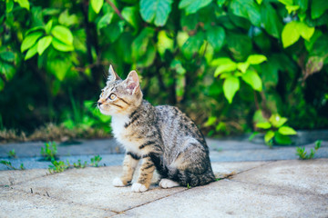 Naklejka na ściany i meble Close-up of cute kitten wandering on outdoor pavement