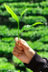 Fresh tea leaf on a girl hand with tea bushes plantation background