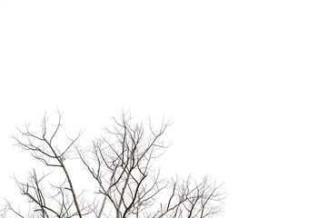 Dry twigs, dry trees on a white background Object concept