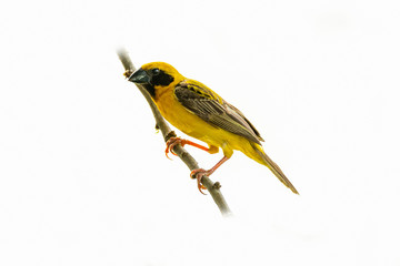 Bright and yellowish male Asian Golden Weaver perching on perch isolated on white background
