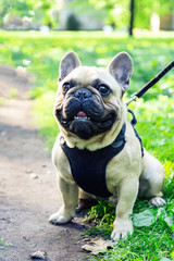 Obraz premium French Bulldog walking in the park with parent