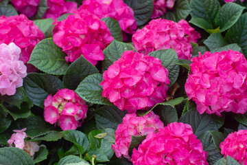 Closeup of Pink Hydrangeas flowers in the garden