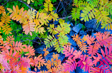 Panele Szklane  kolorowe liście w tle