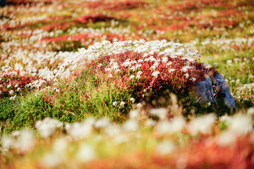 colorful autumn view with alpine flowers