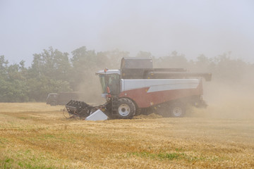 Harvester in dust clubs at work on the harvest of wheat on a huge field in the summer. Thus, the birth of bread occurs.