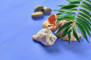 One big green leaf lies near seashells and stones on scratched blue concrete. Summertime concept. Space for text. Top view