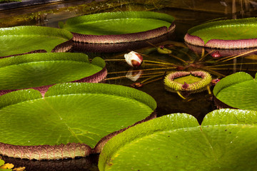 Leaves and blossom of a giant water lily. Botanical Garden University of Karlsruhe, Germany